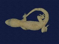 藏品(蝎虎)的圖片